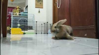 New bunny owner here. My rabbit is about 2 months old. He sneezes when eating alfalfa hay but does not with alfalfa pellets or Timothy hay, Is that normal? He also hates being picked up but I have to pick him up for grooming, any tips? He also does this w