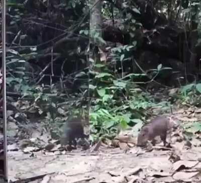 When you see your reflection in a jungle