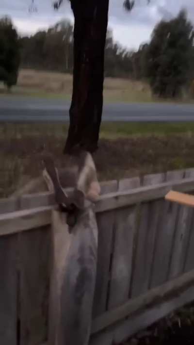 Can you save me first and laugh later?