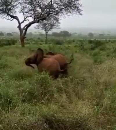 Silly Baby Elephants