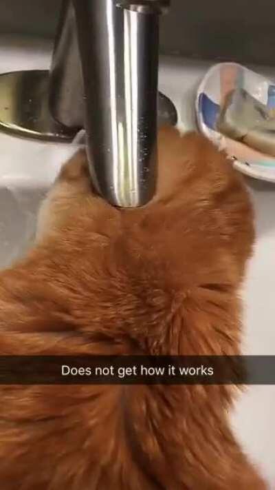 Lost my little lady almost 3 years ago, one of my favorite videos of her. Really displays her personality