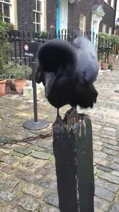 the sound of this puffy raven