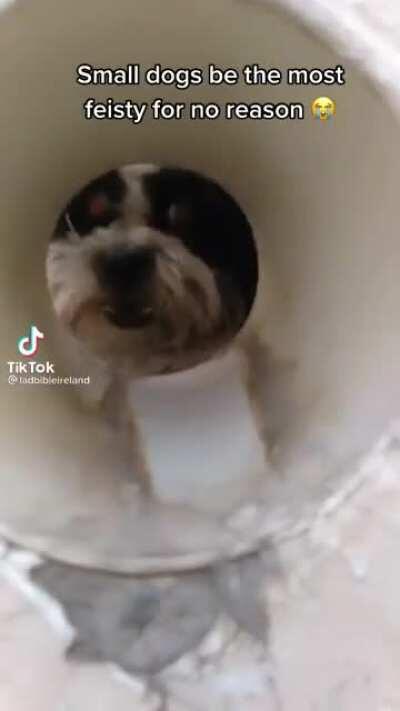 whatever that dog was