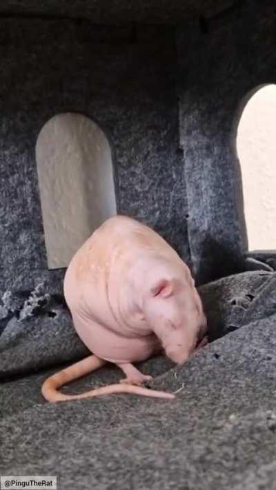 Rare footage of Zach cleaning himself in his famous castle