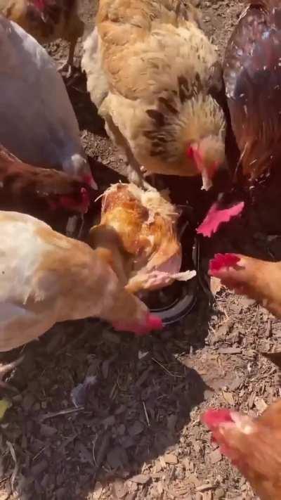 Tranqui panky las gallinas... 