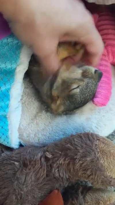 Happy Sunday Funday with Hopi