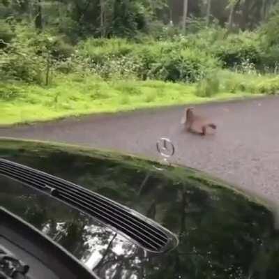 Mom has to drag her idiot kid out of the road
