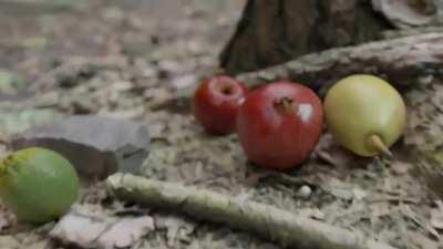 This awesome recursion video.