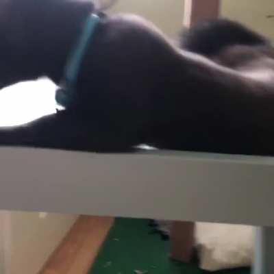 A big yawn 🥱 from Buddy the sable