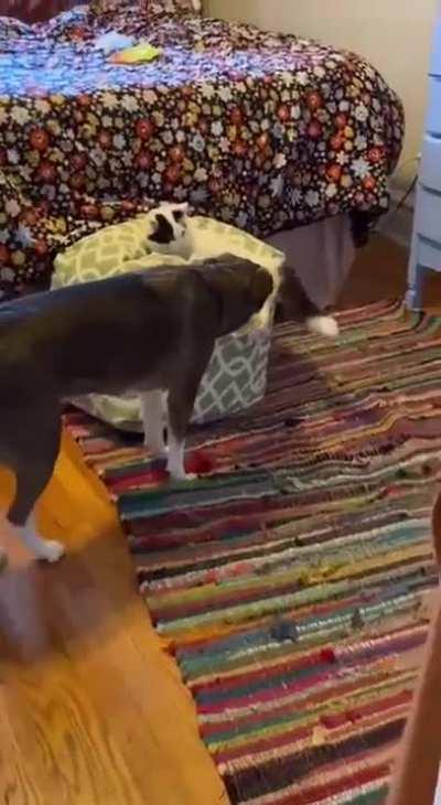 No! That's my seat 😡