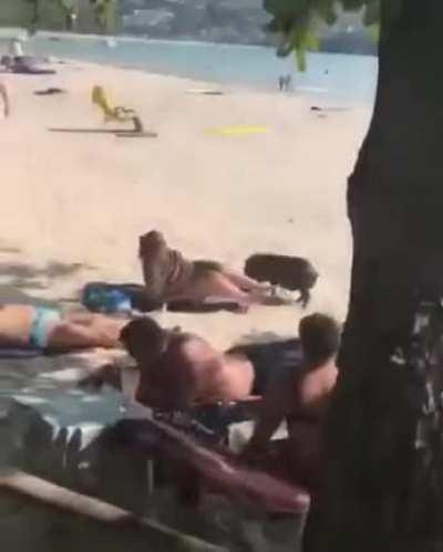 This little piggy went to market...