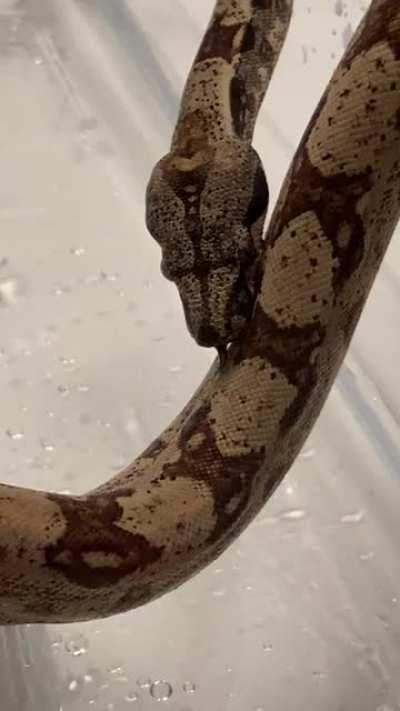 Example of a 1000 IQ boa licking water off himself during a bath