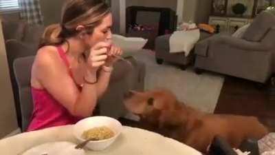 Lady And The Tramp