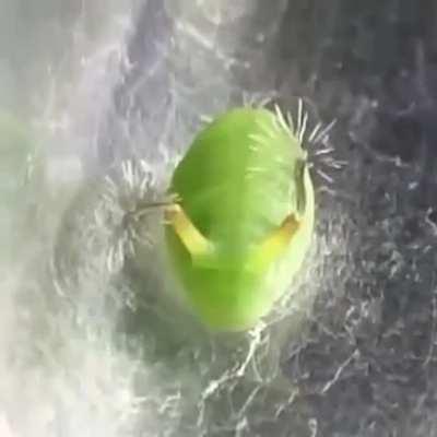 You might get stung by the caterpillar if you try to boop it