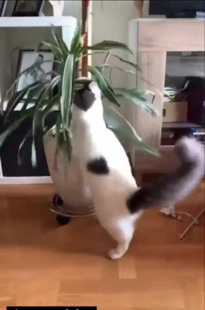 get a cat they said, it'll be fun they said.