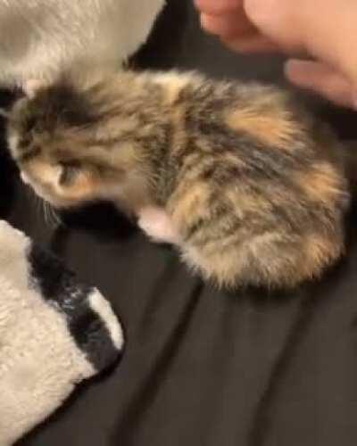 Criminal tries to commit insurance fraud