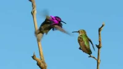 The male costa’s hummingbird has a peculiar way to woo his potential mate. He would perform his aerial dance by hovering over his perched crush, and twists his body from side to side. He then flexes his splendid gorget feathers until his gleaming metallic