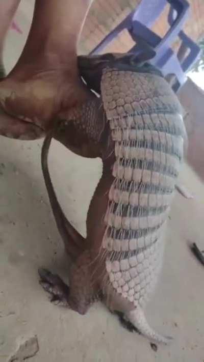 Armadillo Mates With Human Foot