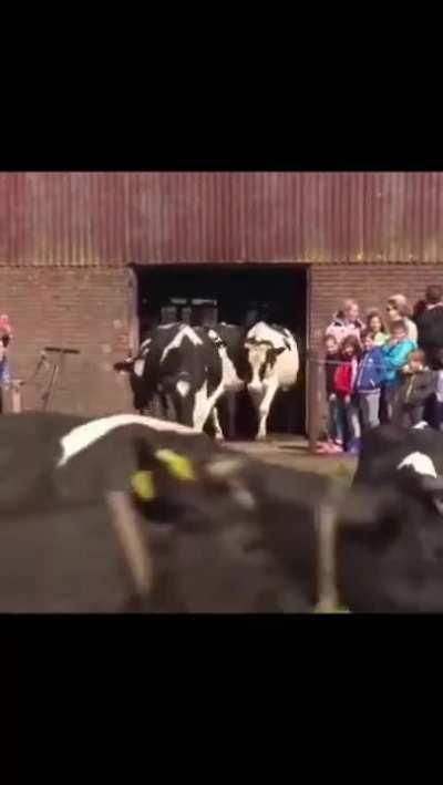 Dairy Cows reaction after seeing grass for the first time in 6 months