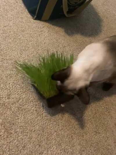 Grew Wonton some cat grass and he decided he wanted to eat it in my bedroom