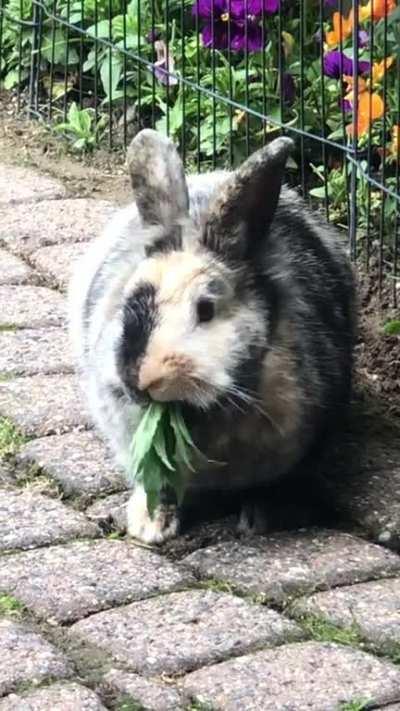 Munching on some Greens