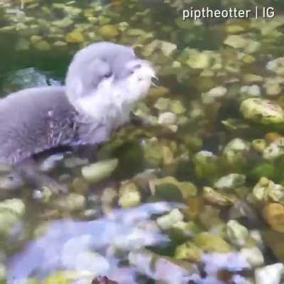 A baby otter enjoys the water for the first time