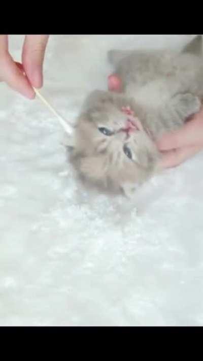 Kitten pamper Session