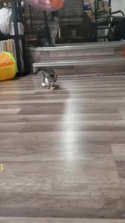 Was rold yall might like my pointy tailed boy Oliver...