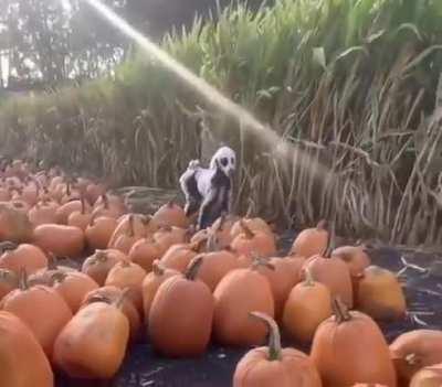 Allright, whose dog is this?