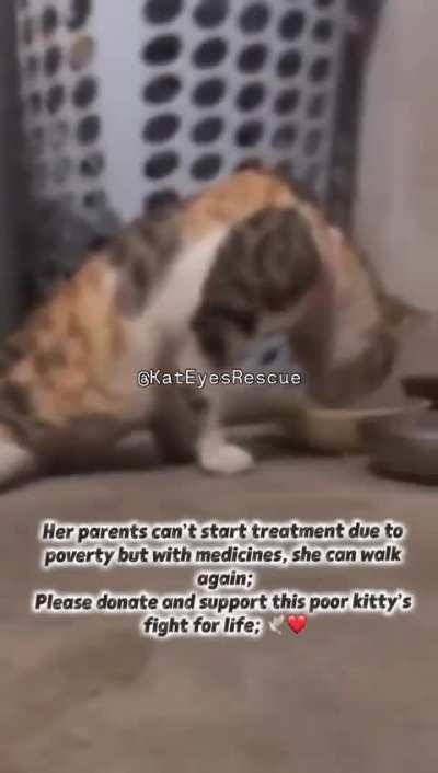 💔 Maneskin a verified FIP fighter 💔 Diagnosed with neuro FIP on 4th Nov, She’s losing her ability to walk, yet her eyes still shine with hope. Please come forward and help us start the treatment this brave kitty needs to survive.