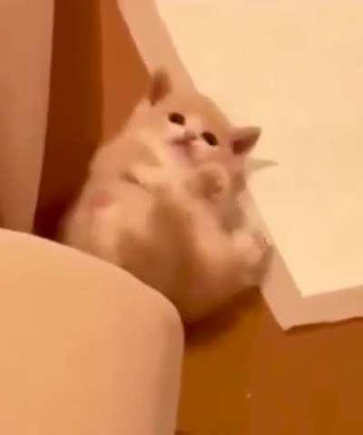 Found this in my shed under old workbench