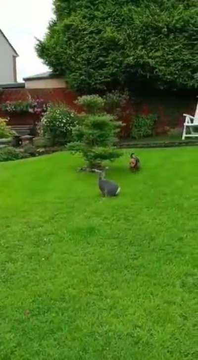 My rabbit and dog got the zoomies together 🐰🐶