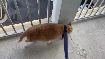 Taking my 13yo kitten on his daily walk. Yes, that is a bathrobe belt. He refuses a collar or harness of any sort but very excitedly sticks his head through that terrycloth goodness!