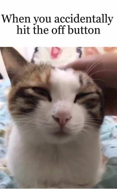 Mr sPoCk useS The vULcaN DEATH GrIP on PooR cAt!