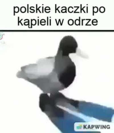 kaczka