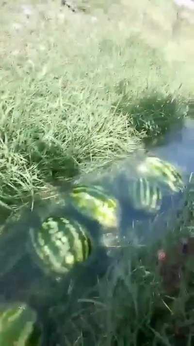 Why so many watermelons have commited suicide?