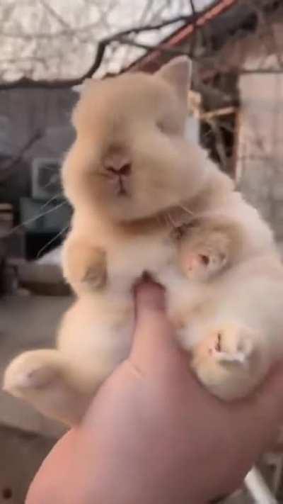 Such an adorable little bunny! :3