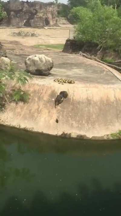 Duck mom teaching her kids to overcome their fear and jump on the water.