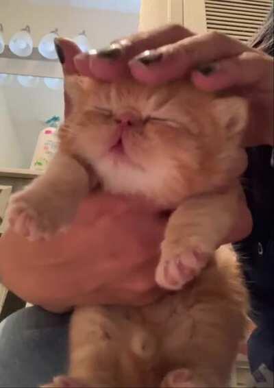 This little kitten love his head rubs.