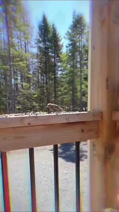 A LOT OF PERPS (YOU KNOW WHO YOU ARE DIPSHIT) LIKE TO COME ON MY PAGE AND SAY THAT I HAVE SCHIZOPHRENIA.. THIS SHOWS CLASSICALLY HOW DUMB SOME PEOPLE REALLY ARE.. THEY BARELY KNOW THE DEFINITION OR EVEN HAVE THEIR DR. PHIL DEGREE.. THEY ARE COACHED TO ATT