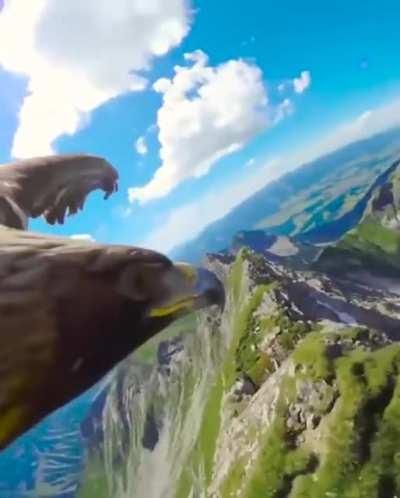 🔥 Eagle Flying With A Camera