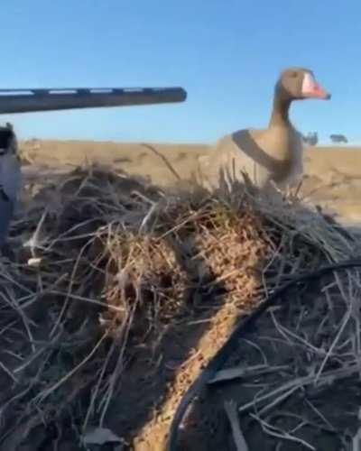 Бессмертная утка )