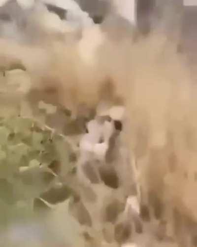 Man falls down mountain