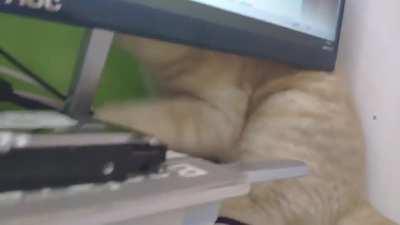 Can't make the itch go away