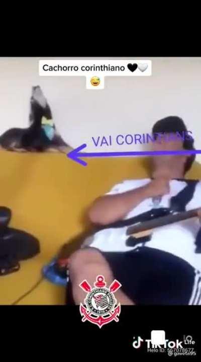 Cachorro corinthiano fodase