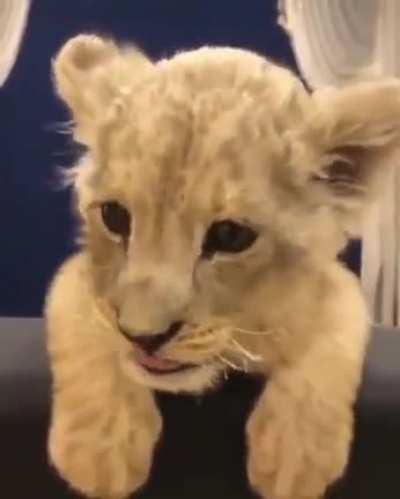 ViCiOuS LiOn ScArYiNg ItS pRey BeFoRe It EaTs It