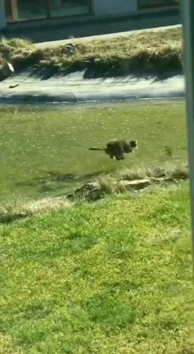 Cat try’s to catch fish under the ice