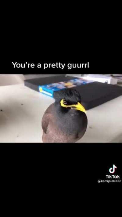 This is my spirit animal, meet nuggets! And I'm a big fat chicken too nuggets, so not to worry. (Not OC)