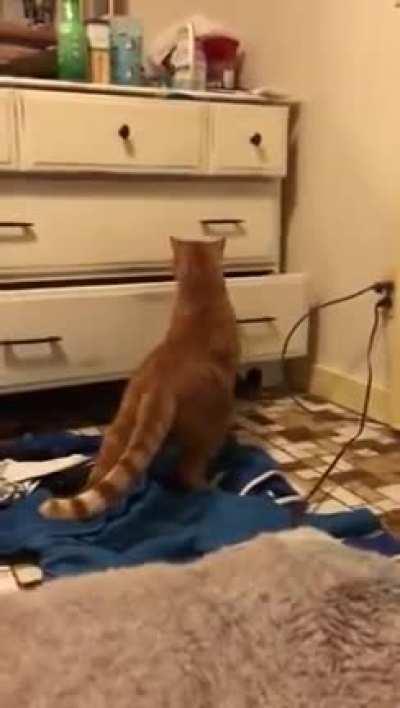 That drawer is a back door to Narnia