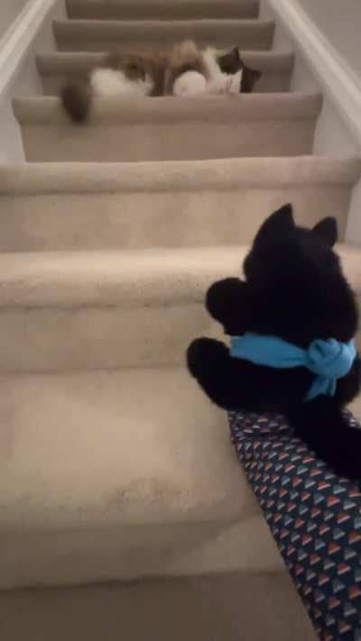 Is my cat afraid of CatSumo?